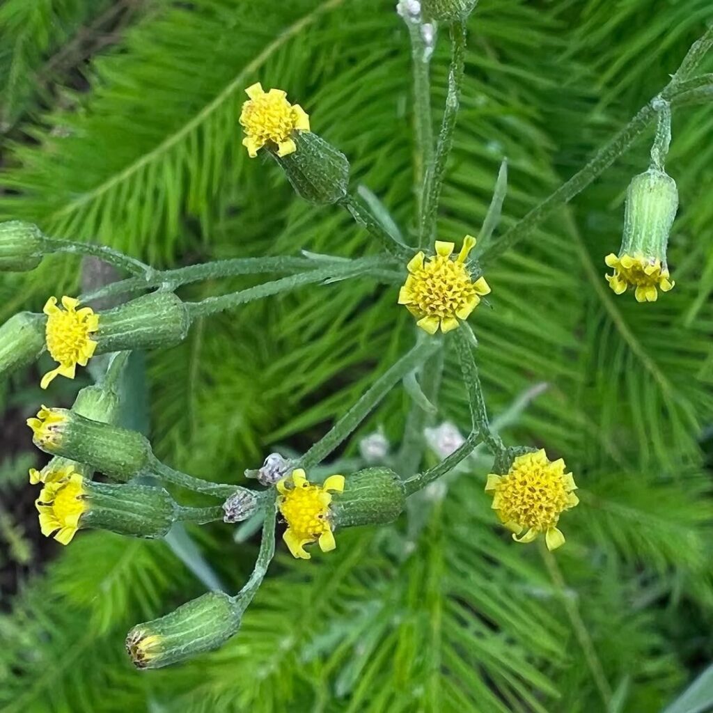 Senecio sylvaticus