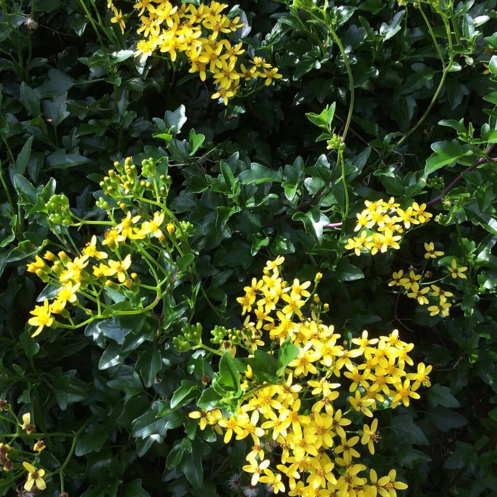 Senecio tamoides