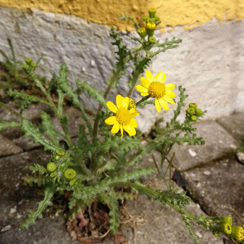 Senecio vernalis