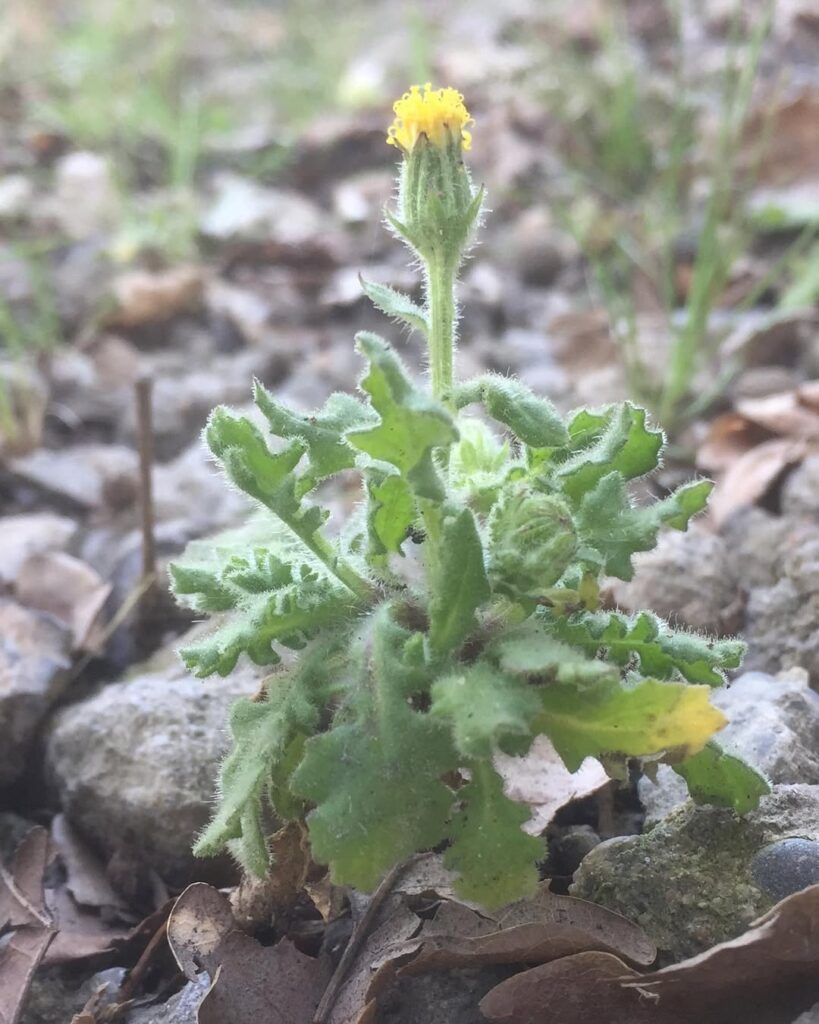 Senecio viscosus