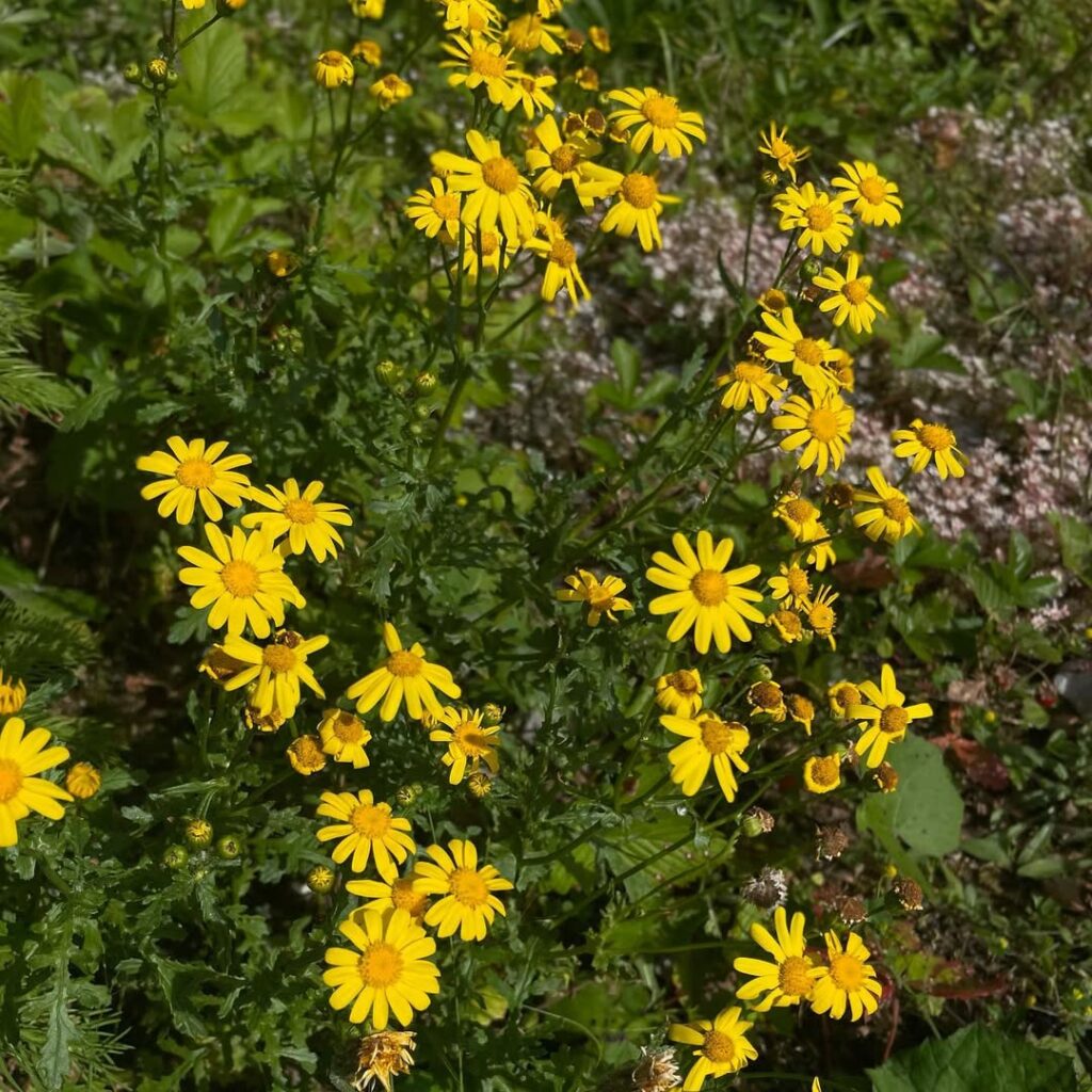 Senecio vulgaris