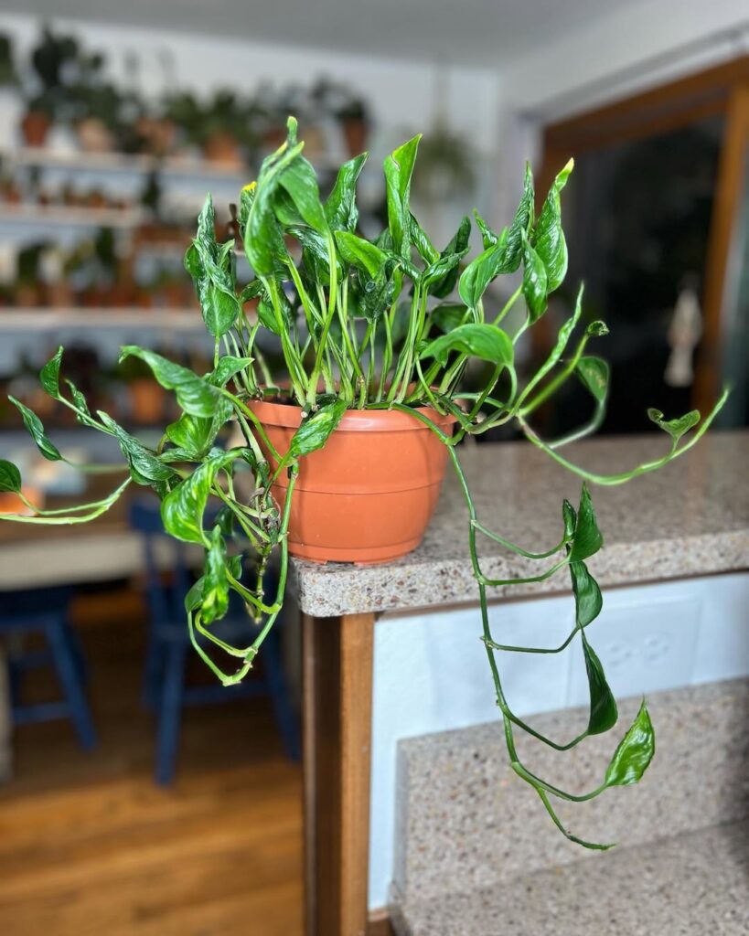 Shangri La Pothos