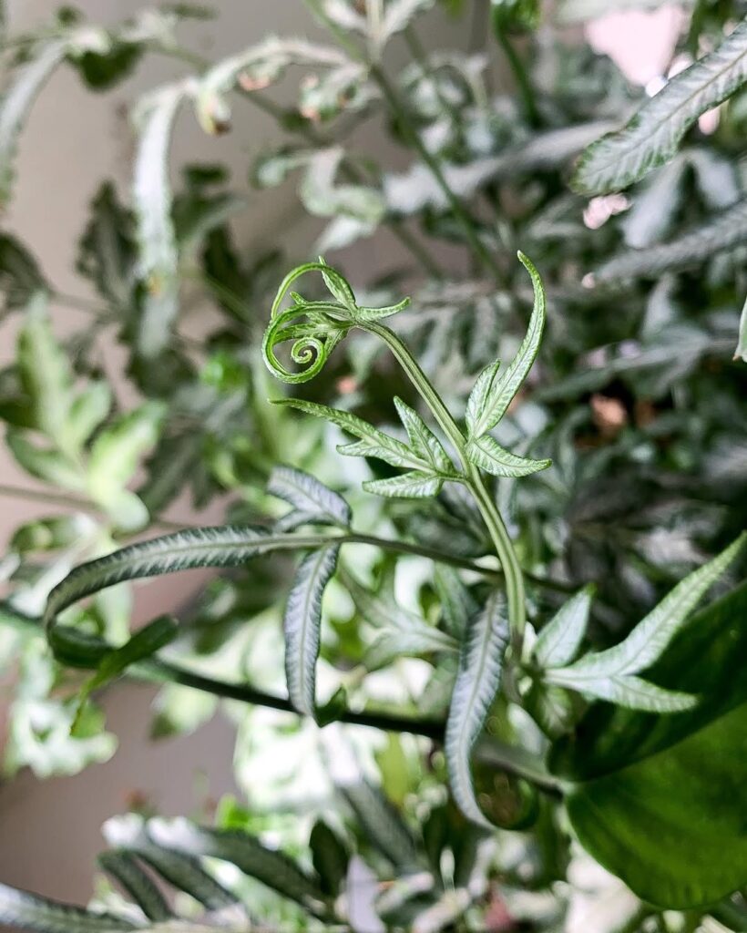 Silver Lace Fern