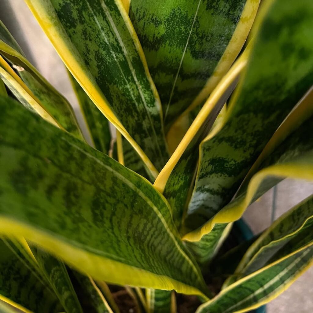 Snake Plant