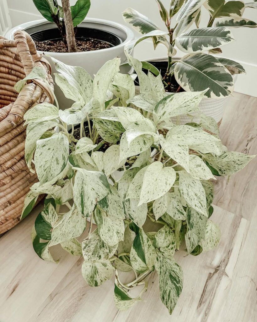 Snow Queen Pothos