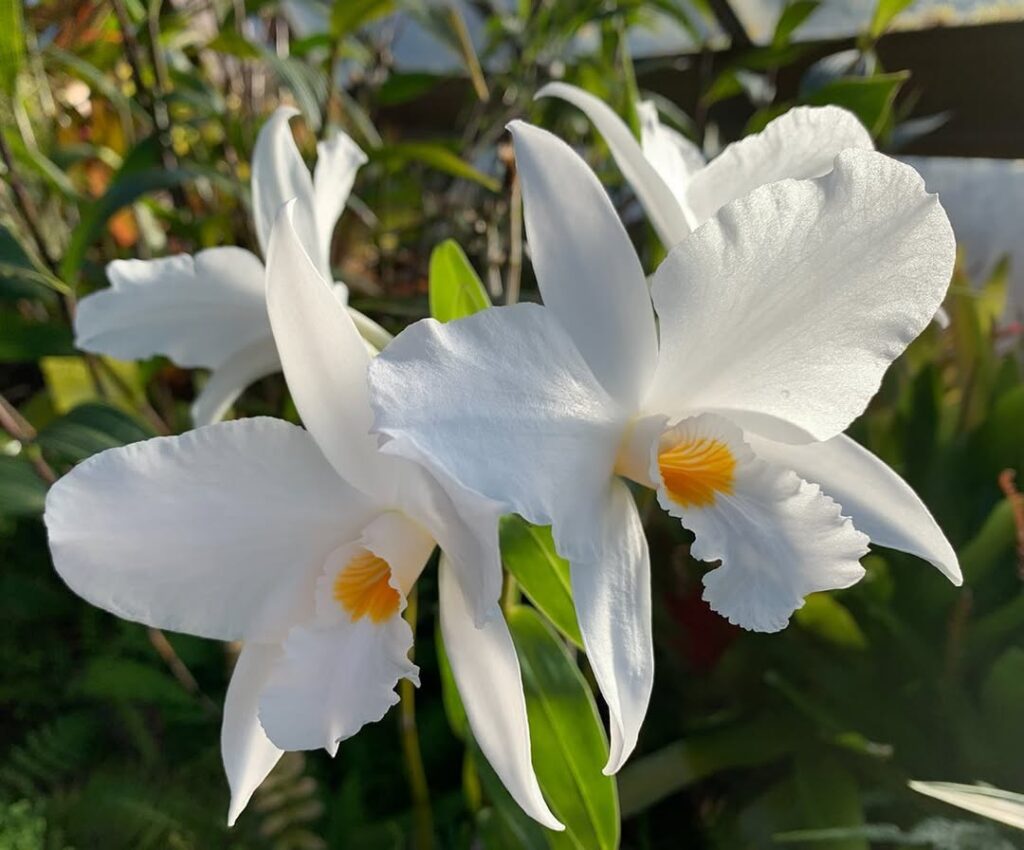 Snowdrop Orchid