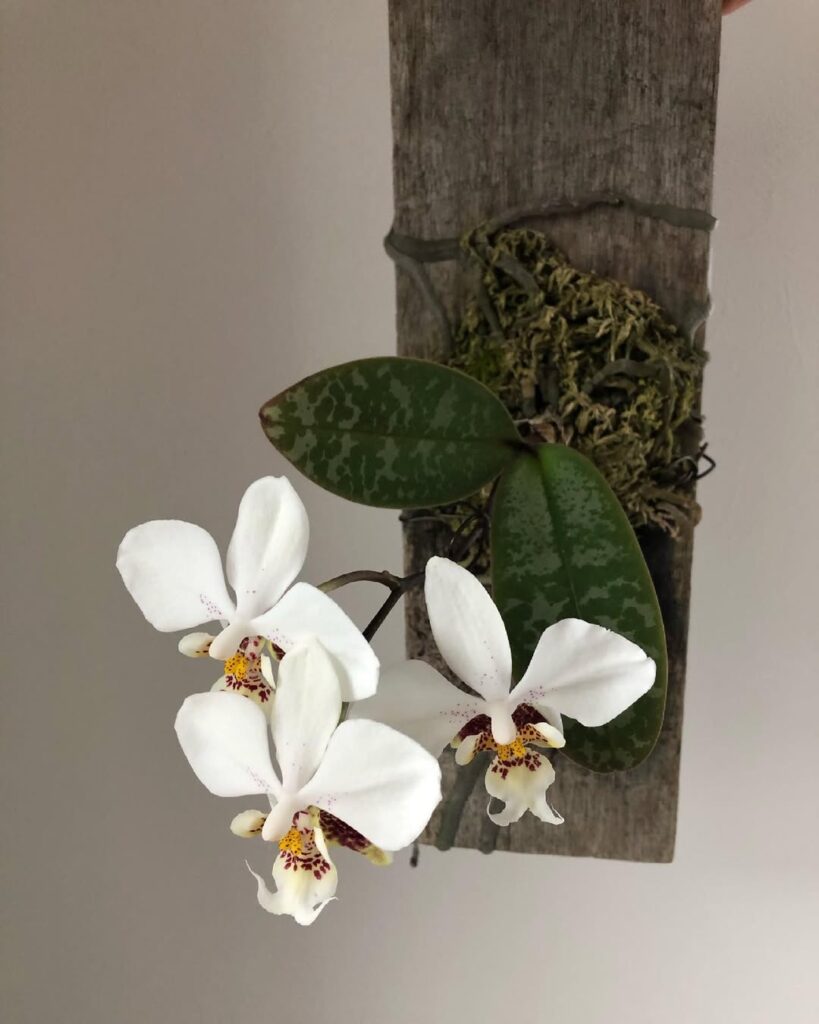 Sogo Orchid