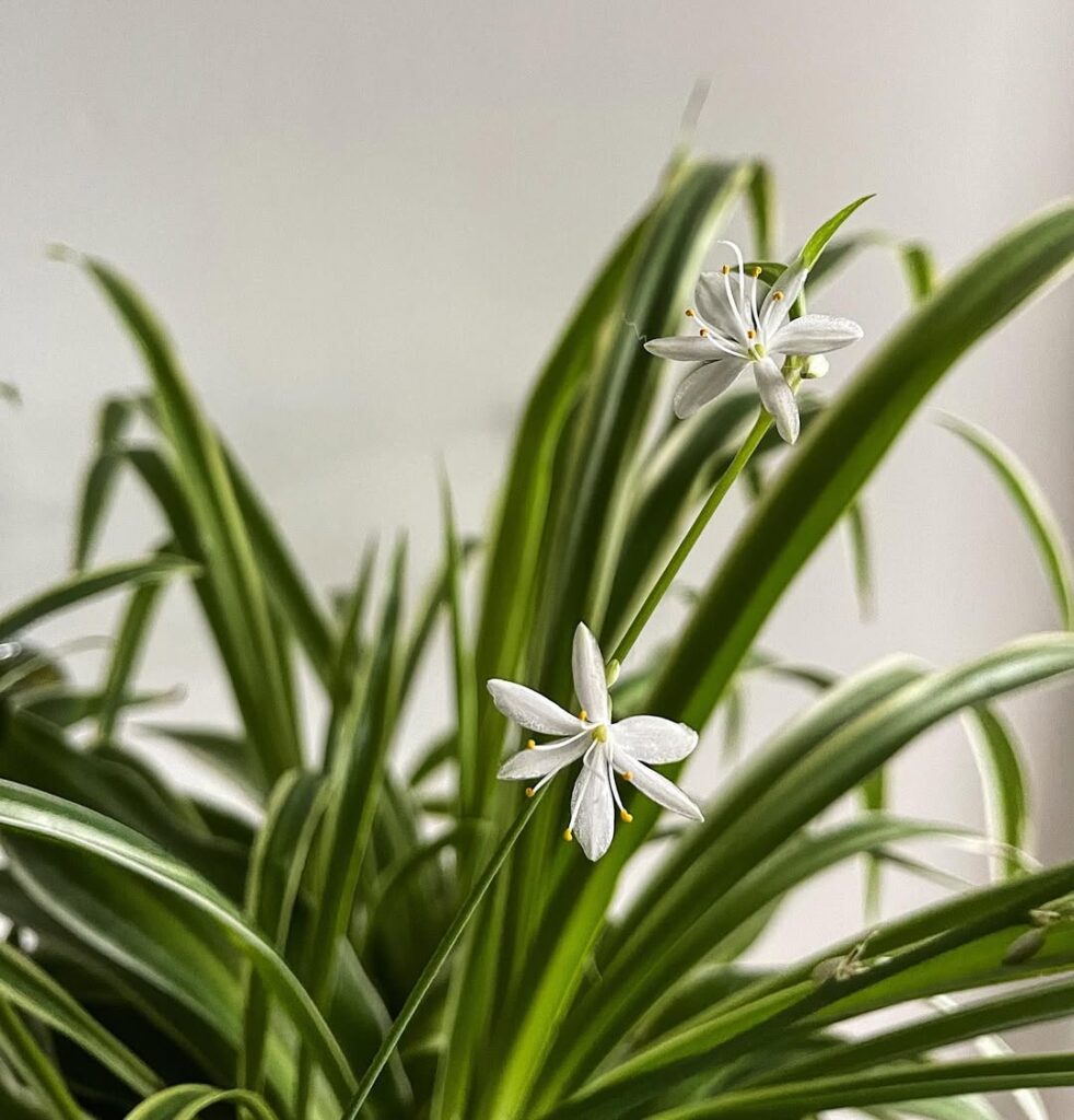 Spider Plant 1