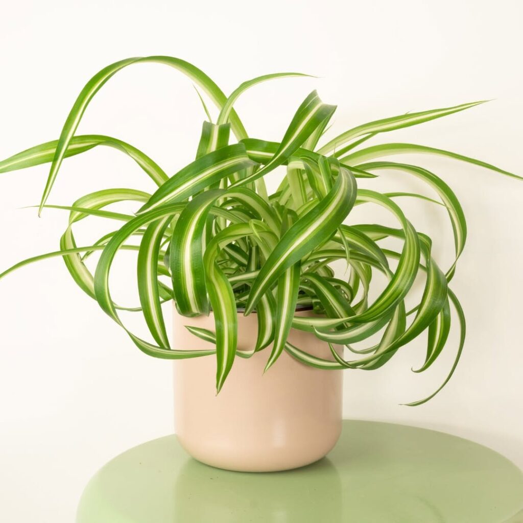 Spider Plant 2
