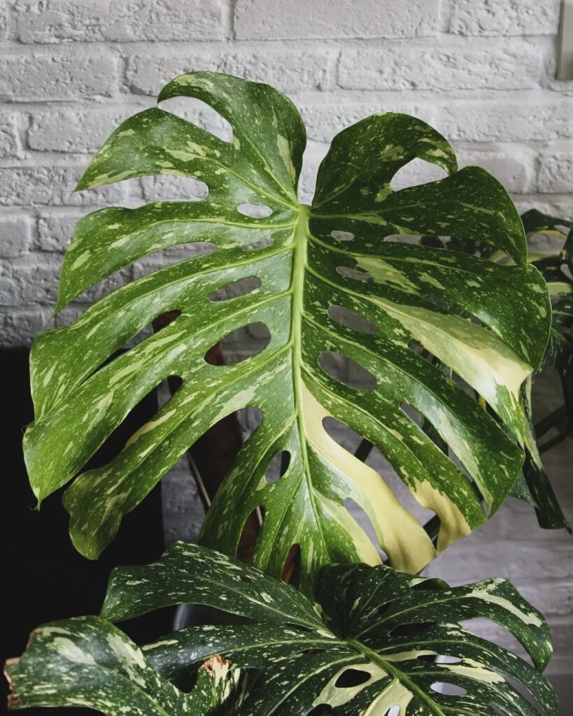Spotted Swiss Cheese Plant