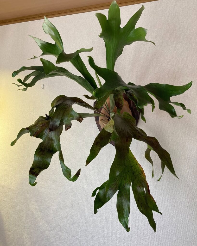 Staghorn Fern