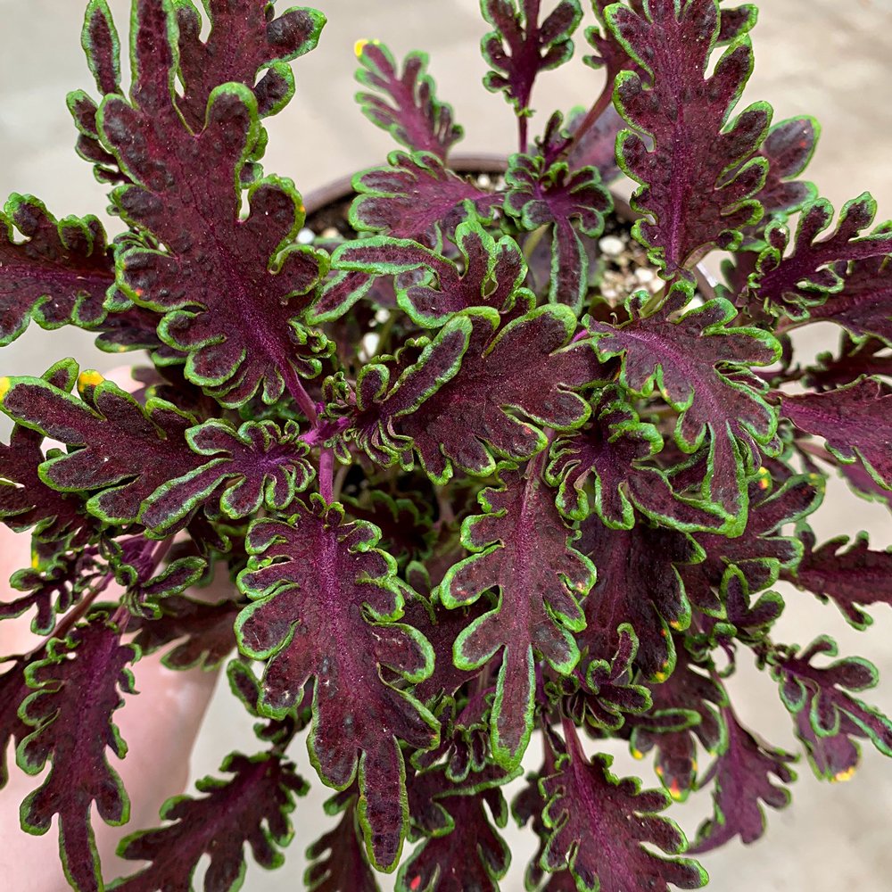 Stained Glassworks Kiwi Fern