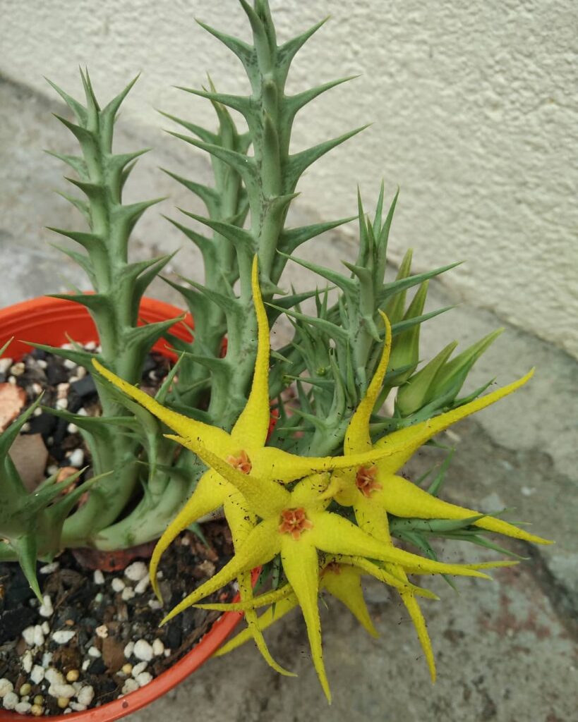 Stapelia