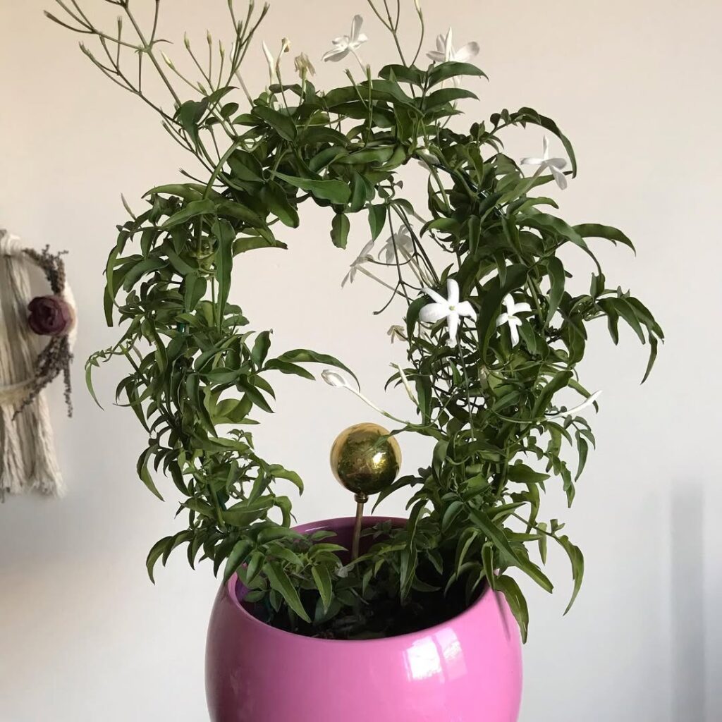 Star Jasmine