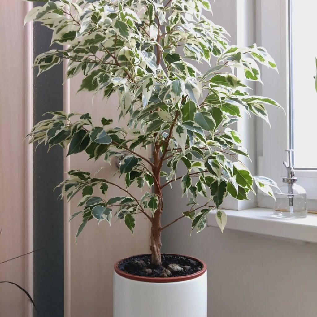 Starlight Ficus