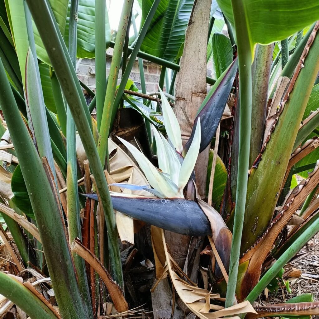 Strelitzia caudata