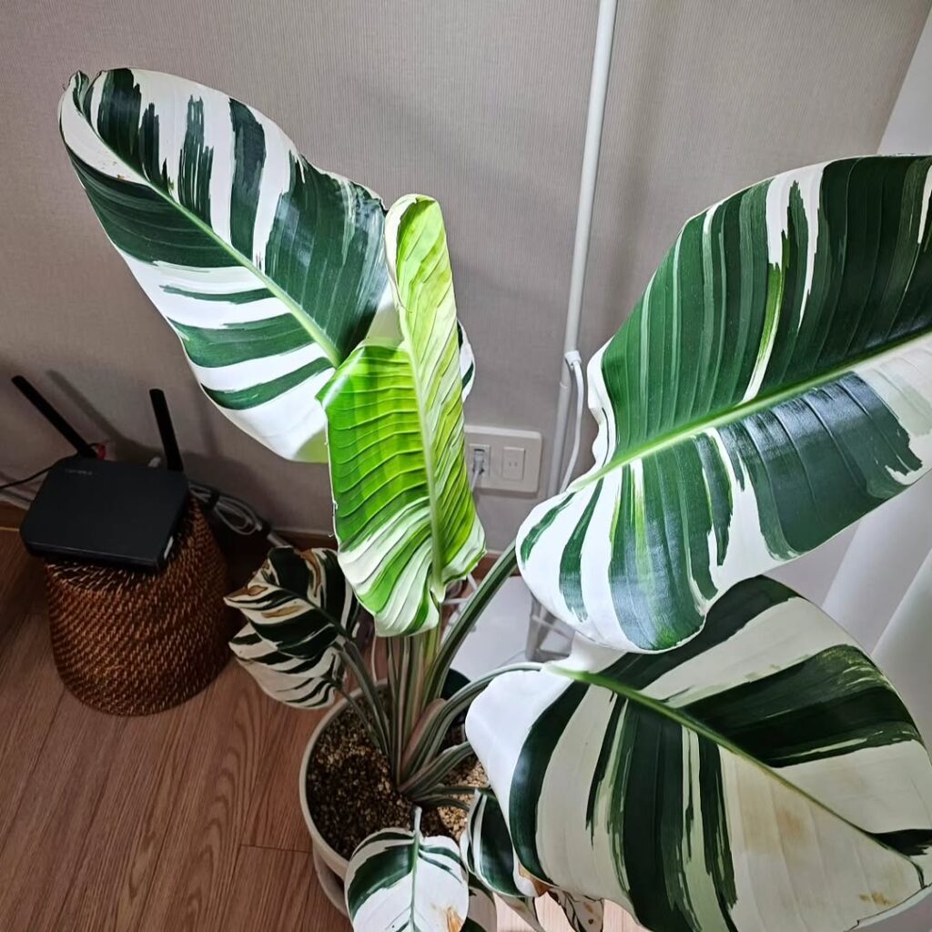 Strelitzia nicolai albo variegata
