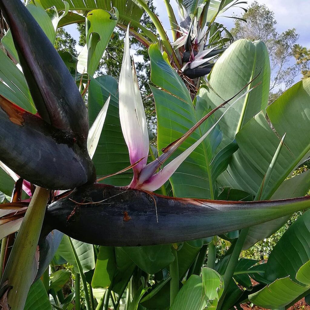 Strelitzia nicolai giant