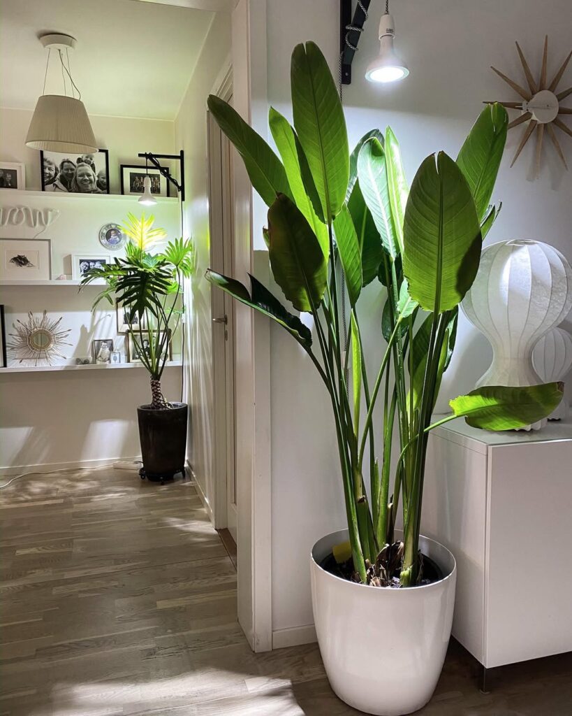 Strelitzia reginae