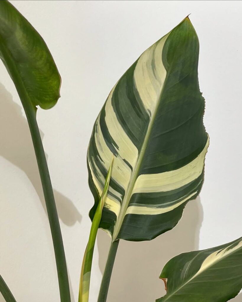 Strelitzia reginae albovariegata