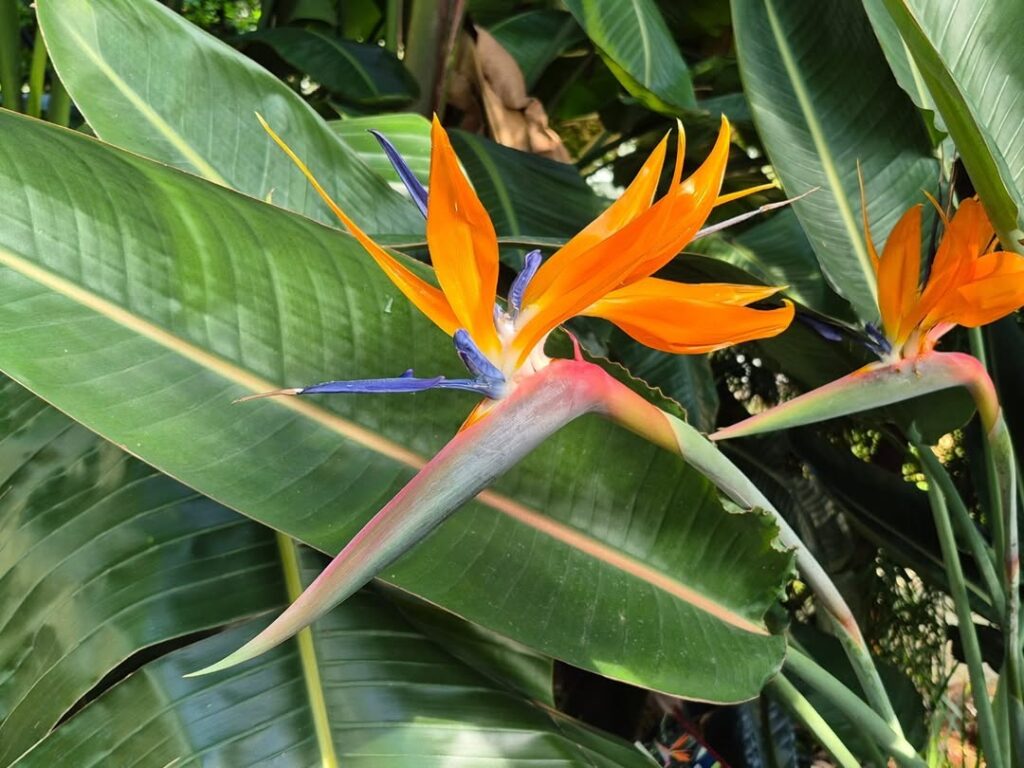 Strelitzia reginae classic