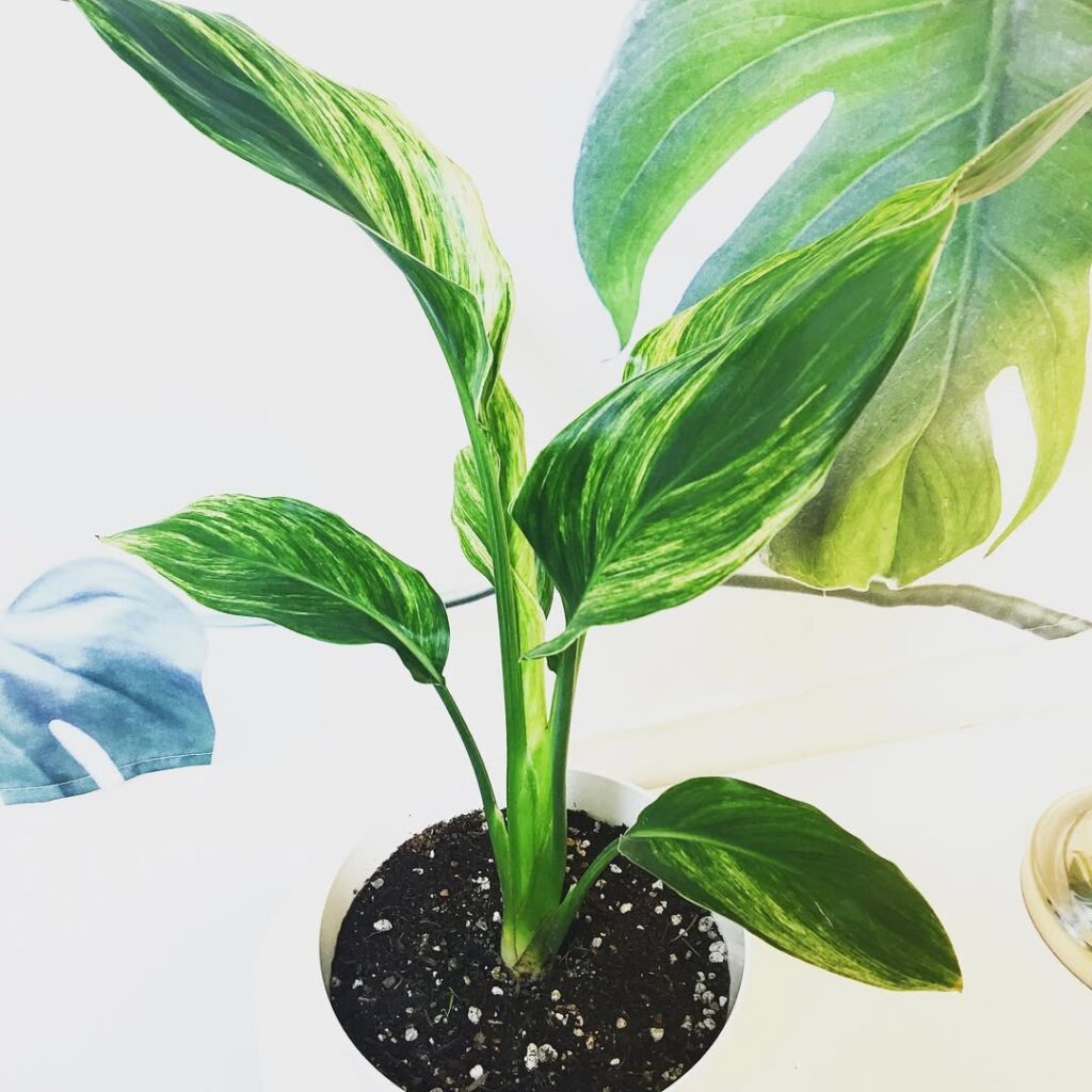 Strelitzia reginae variegata