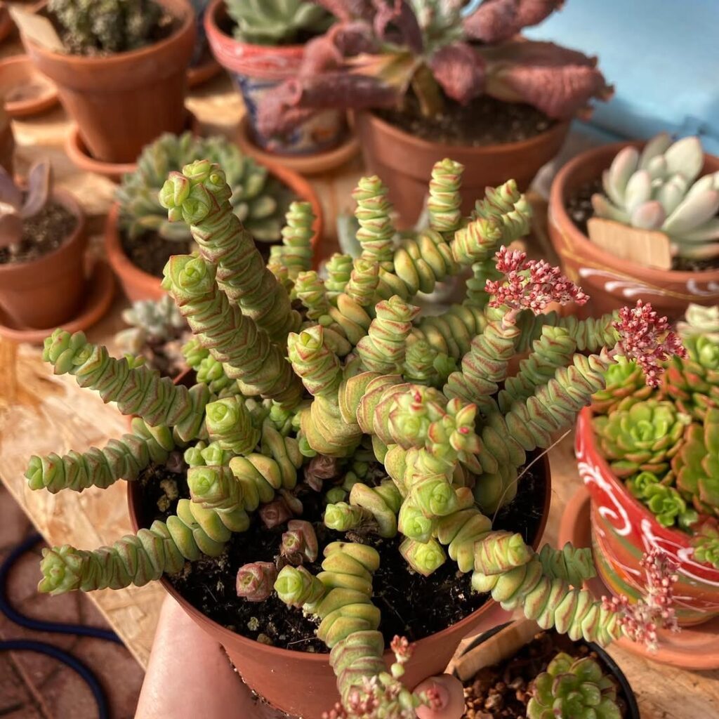 String of Buttons
