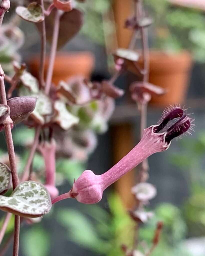 String of Hearts 1