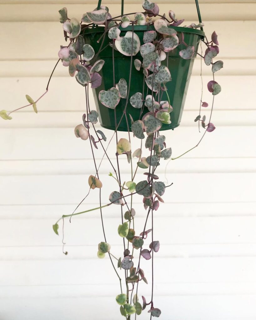 String of Hearts 2