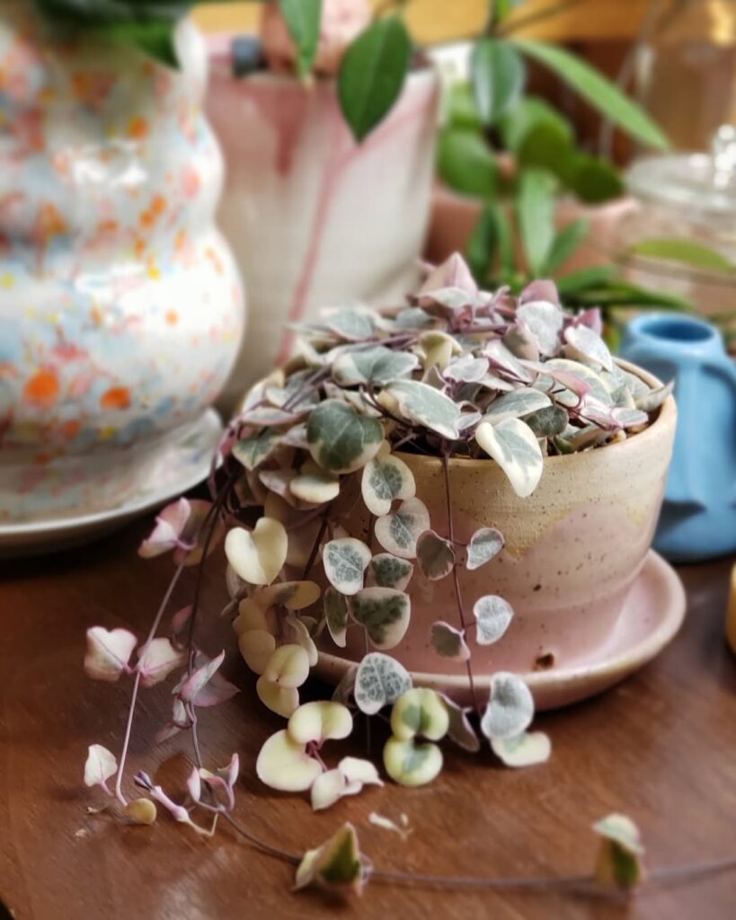 String of Hearts Succulent