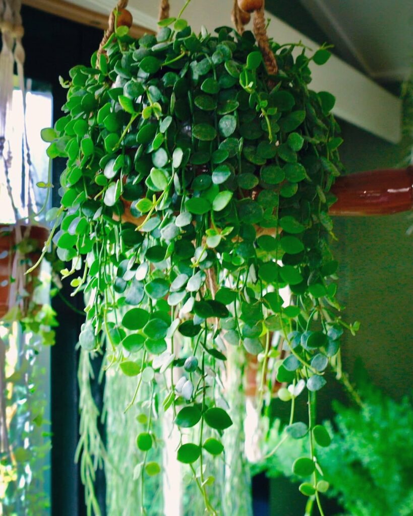 String of Nickels