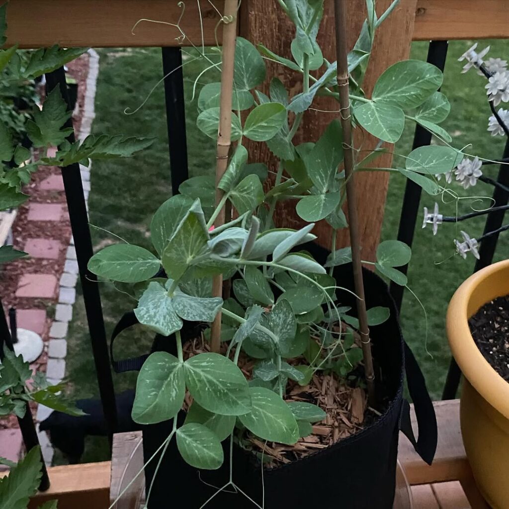 Sugar Snap Peas