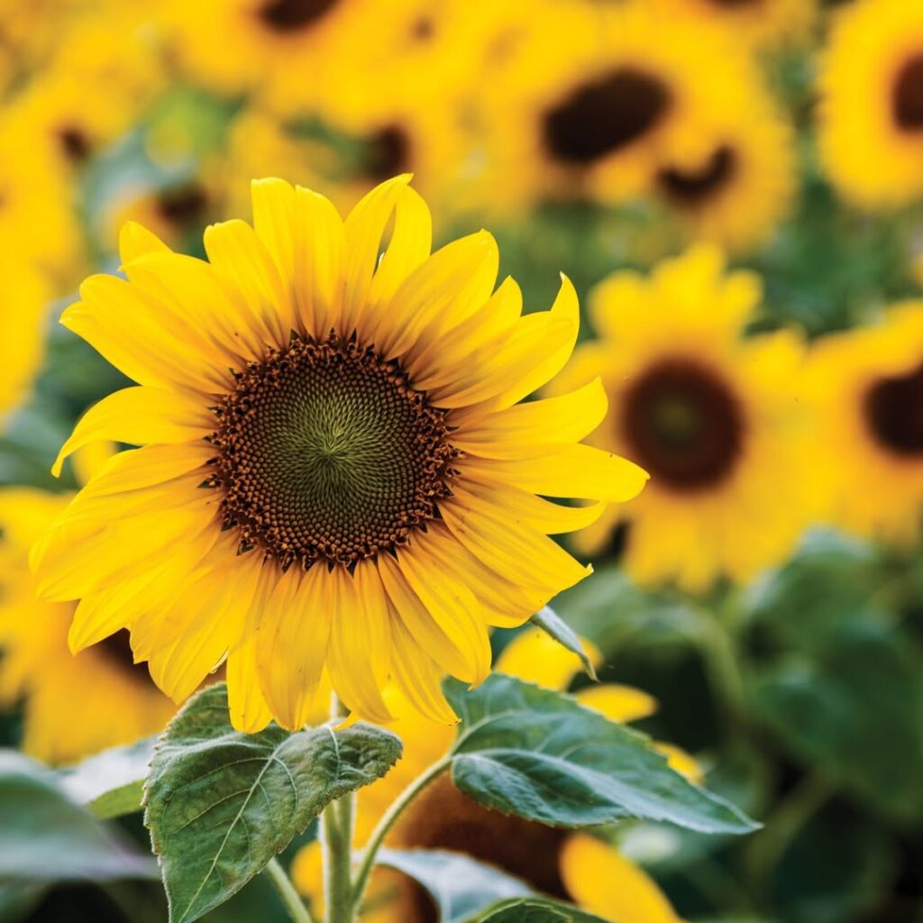 Sunflowers