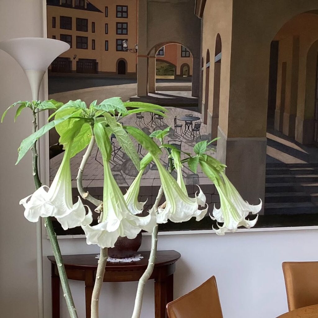 Sweet Angels Trumpet Plant