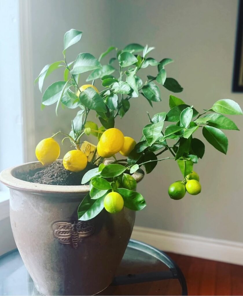 Sweet Blooming Citrus Tree