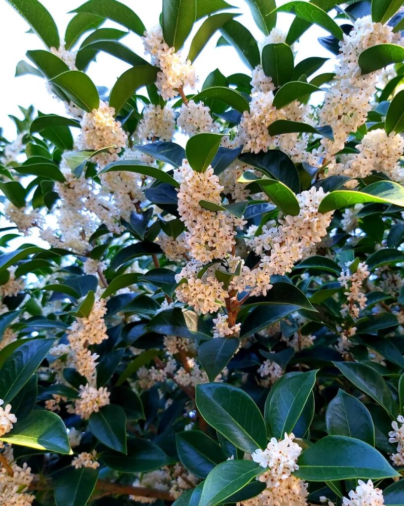 Sweet Oriental Tea Plant