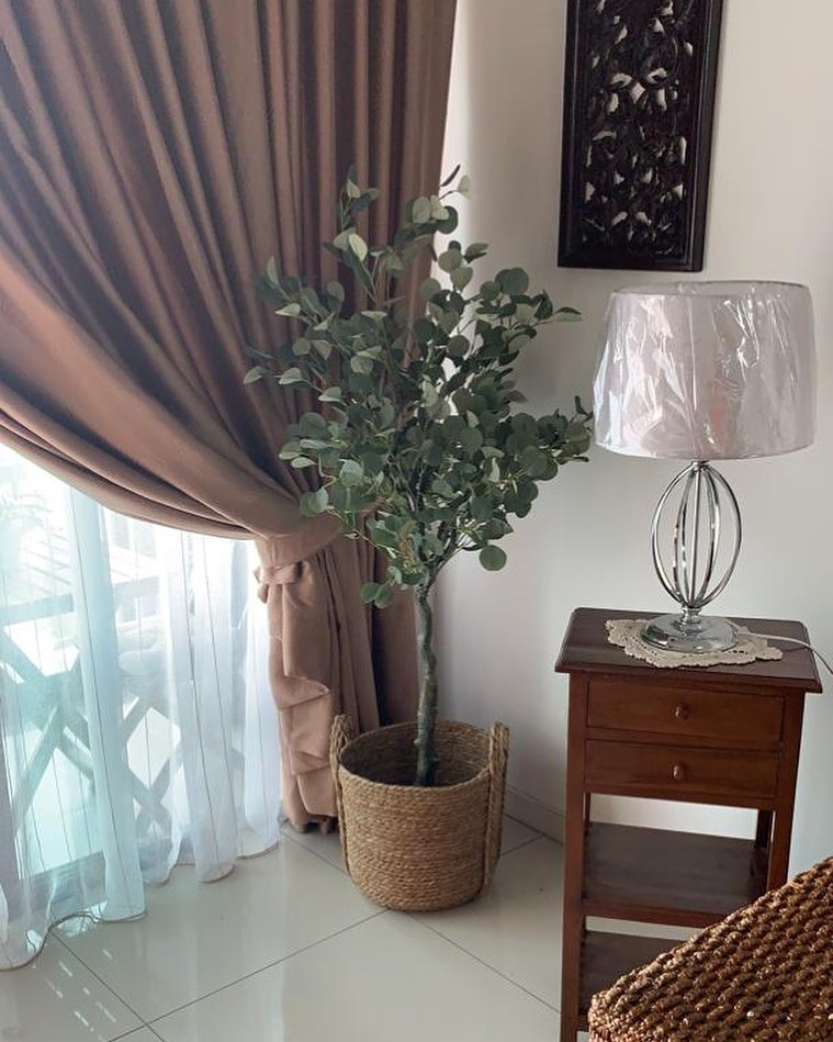 Sweet Smelling Eucalyptus Plant