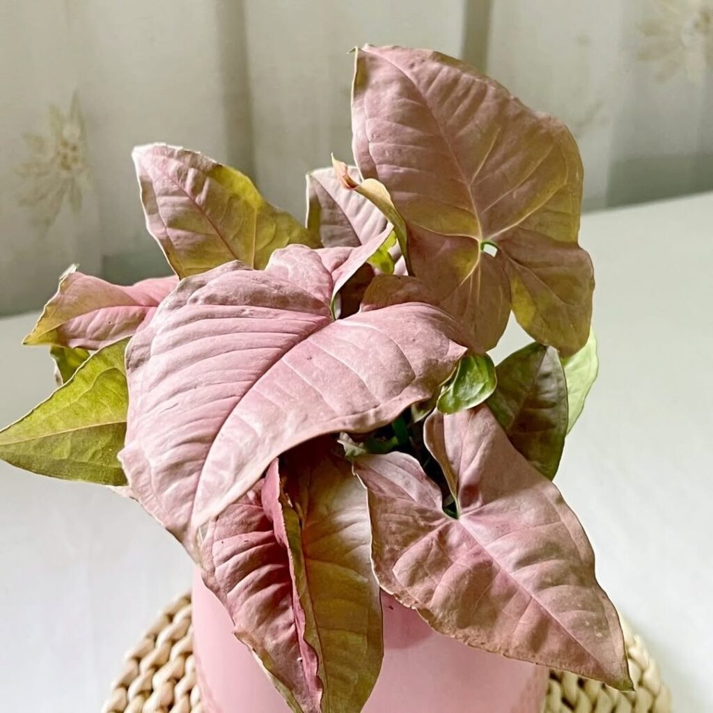 Syngonium