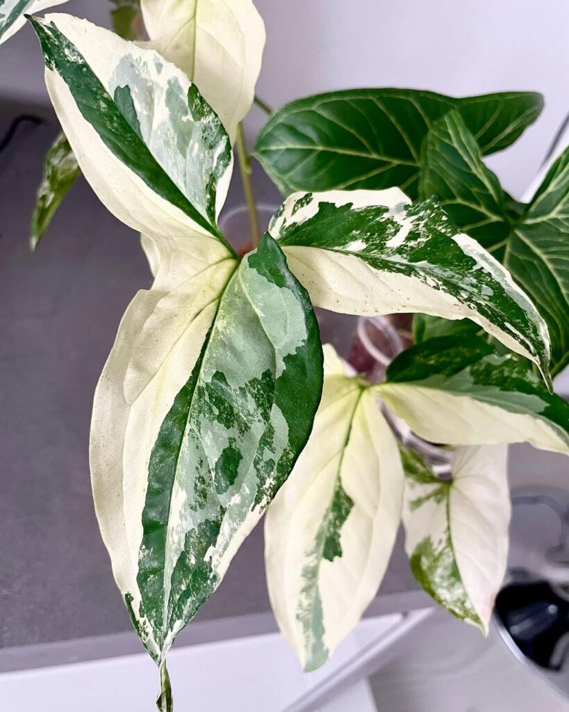 Syngonium Albo Variegata