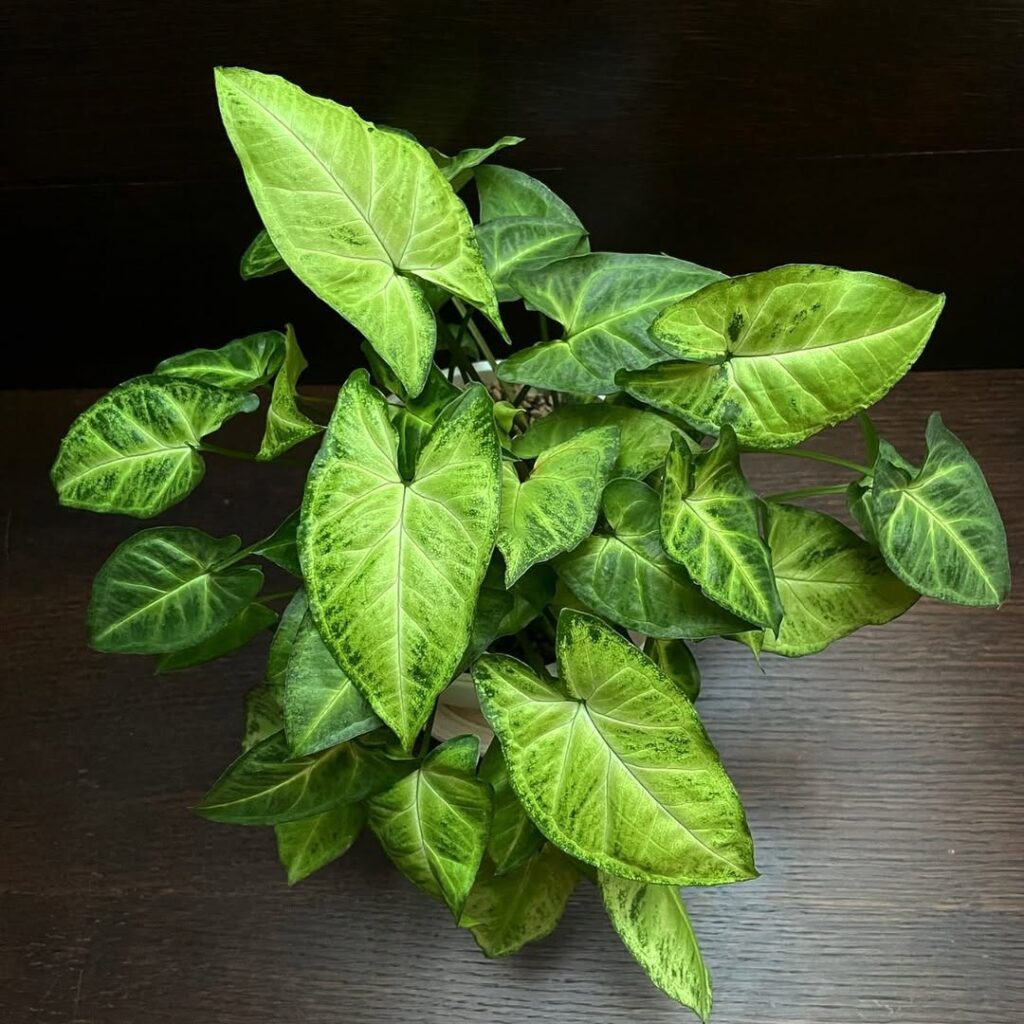 Syngonium Arrow