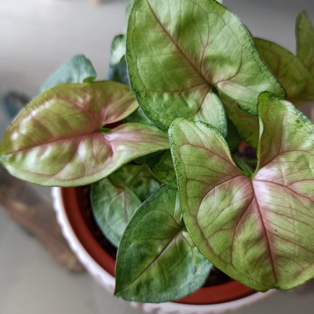 Syngonium Berry Allusion