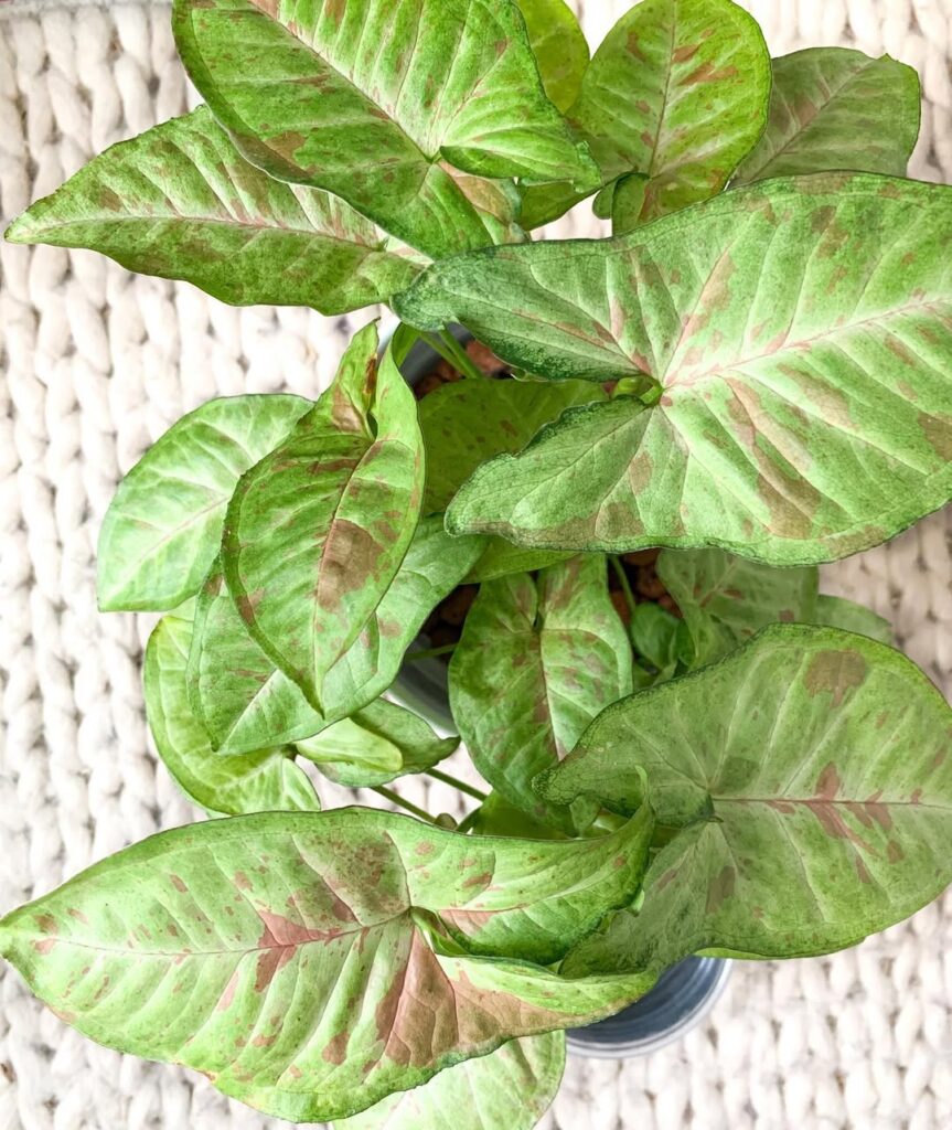 Syngonium Confetti