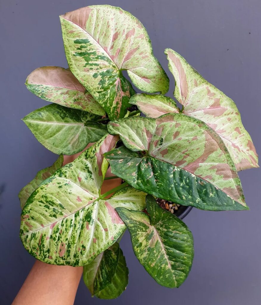 Syngonium Confetti Tricolor