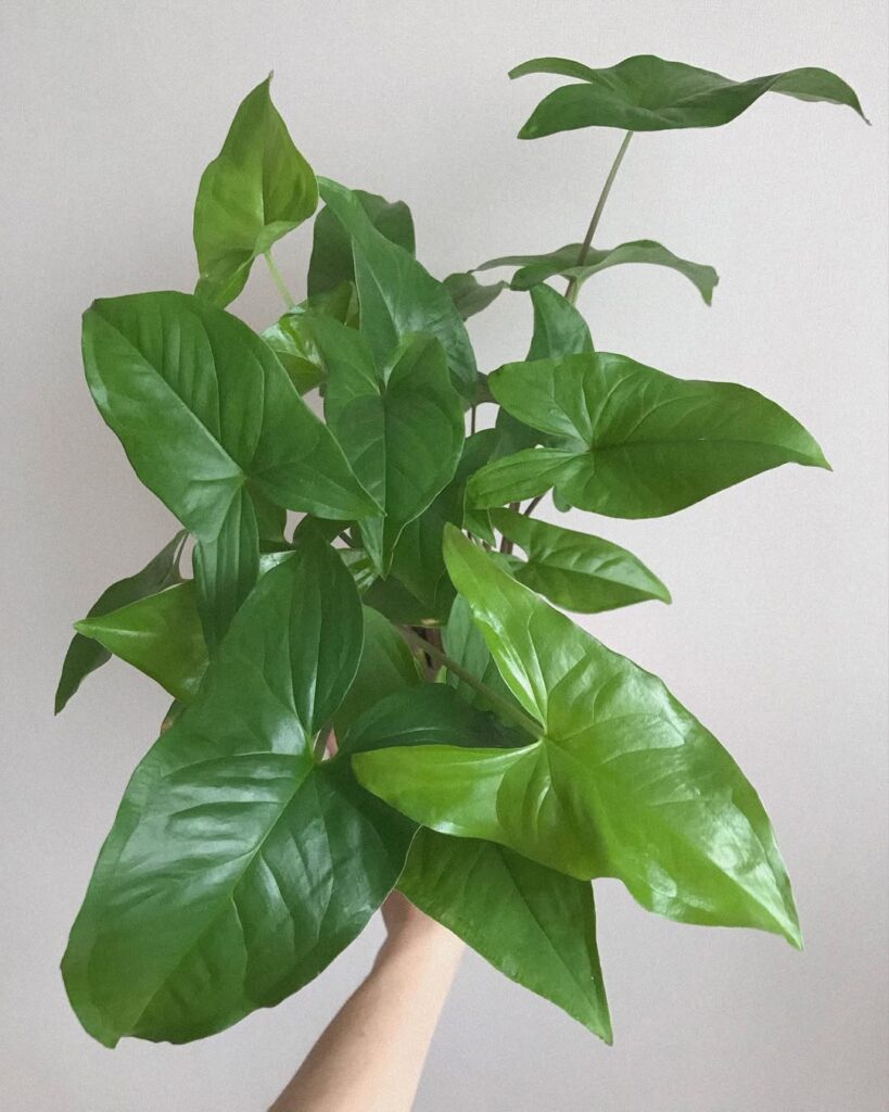 Syngonium Emerald Green