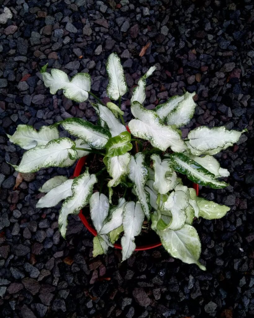 Syngonium Fairy Wings