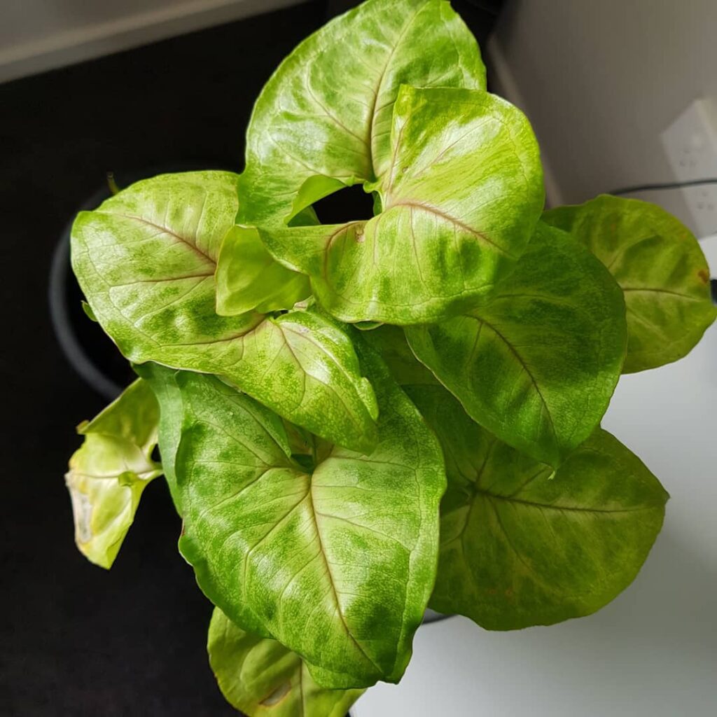 Syngonium Golden Allusion