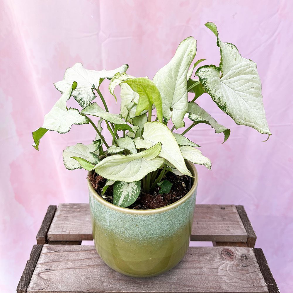 Syngonium Holly
