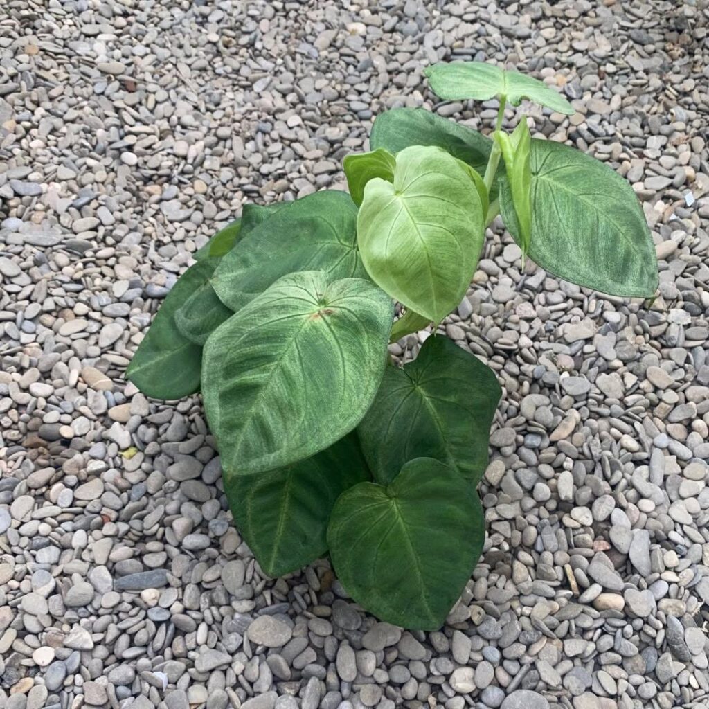 Syngonium Ice Frost