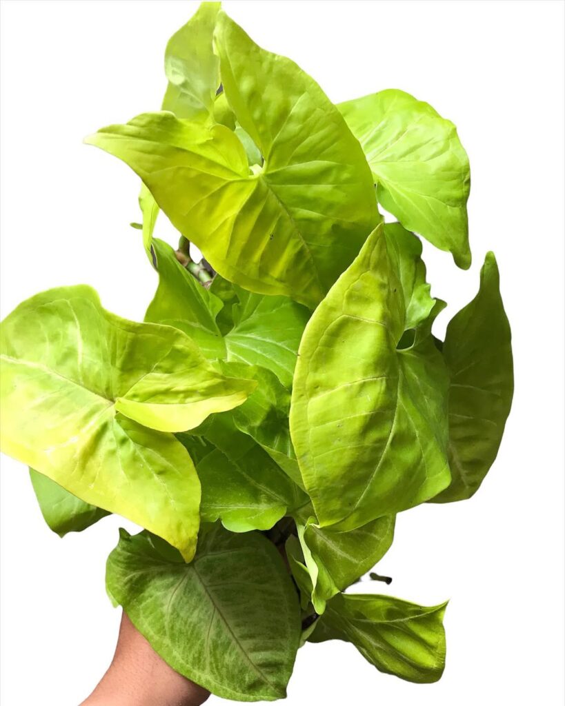Syngonium Lemon Lime