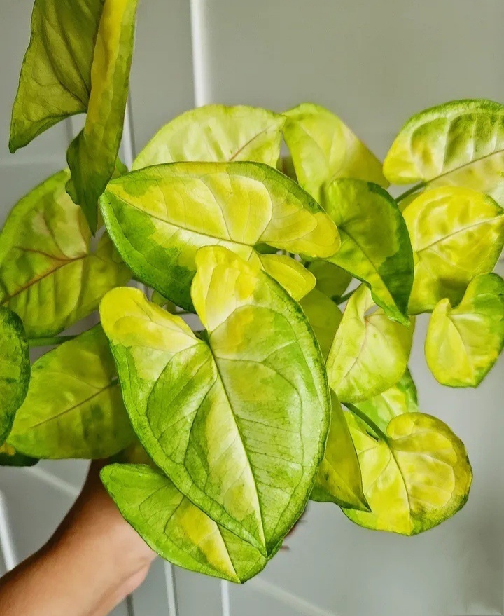 Syngonium Lime Soda